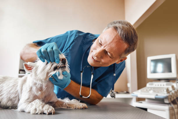 Best Weekend Emergency Dental Services in Cardington, OH